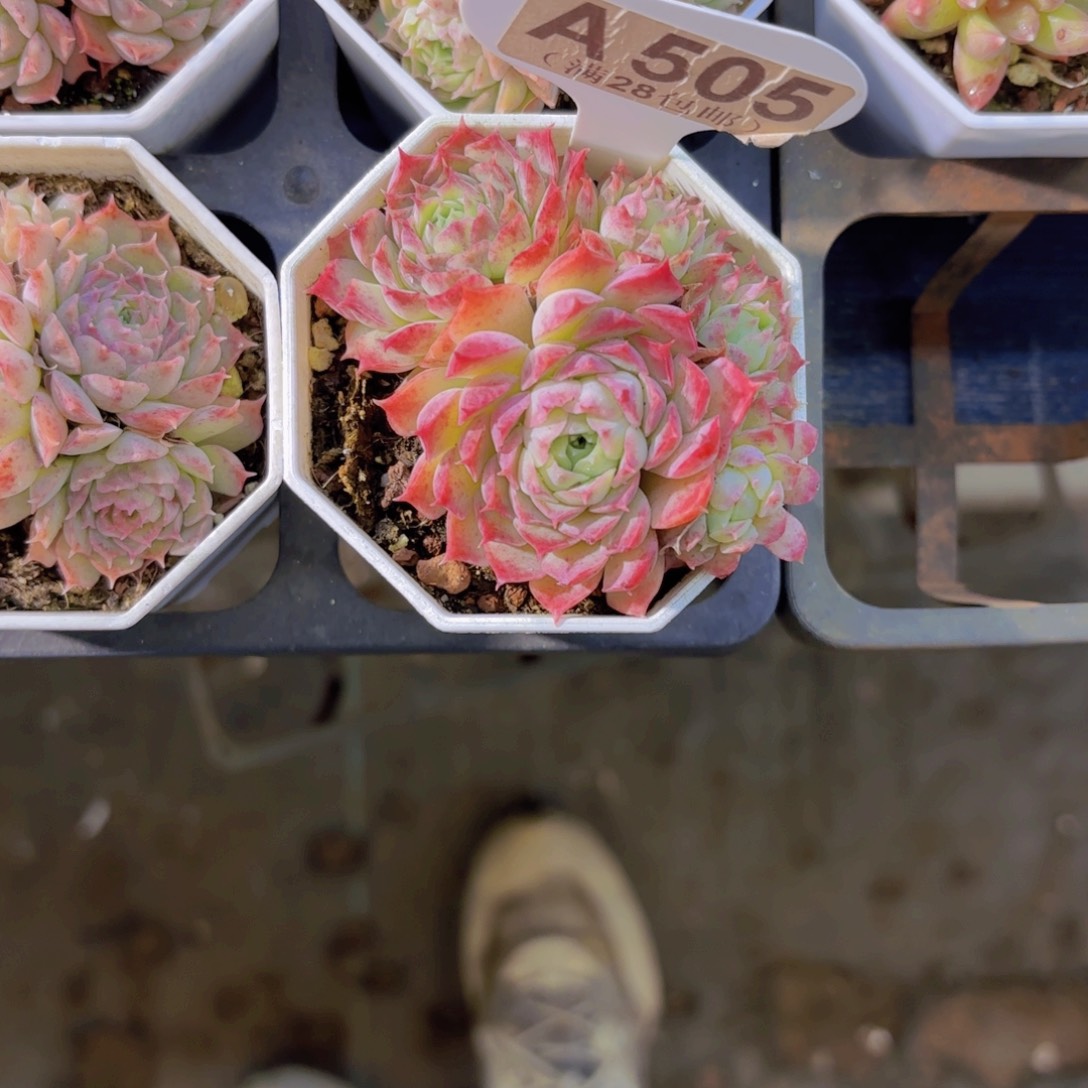 您***用A505西府海棠一物一拍