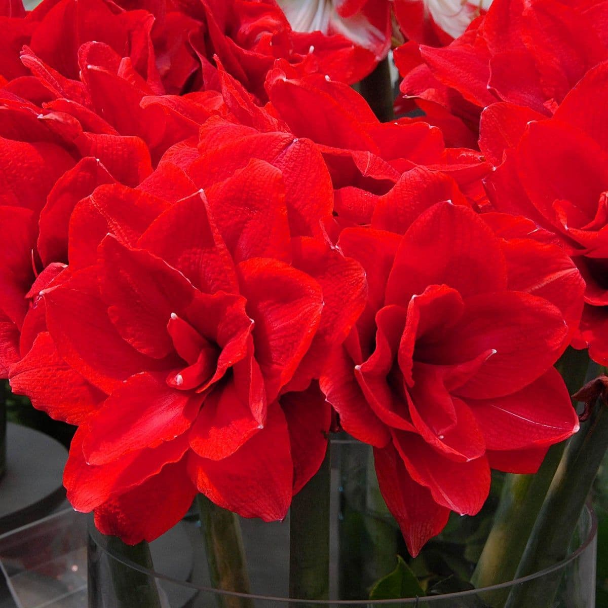 【新到现货】荷兰洋朱顶红种球樱桃妮芙大红重瓣艳丽年宵花