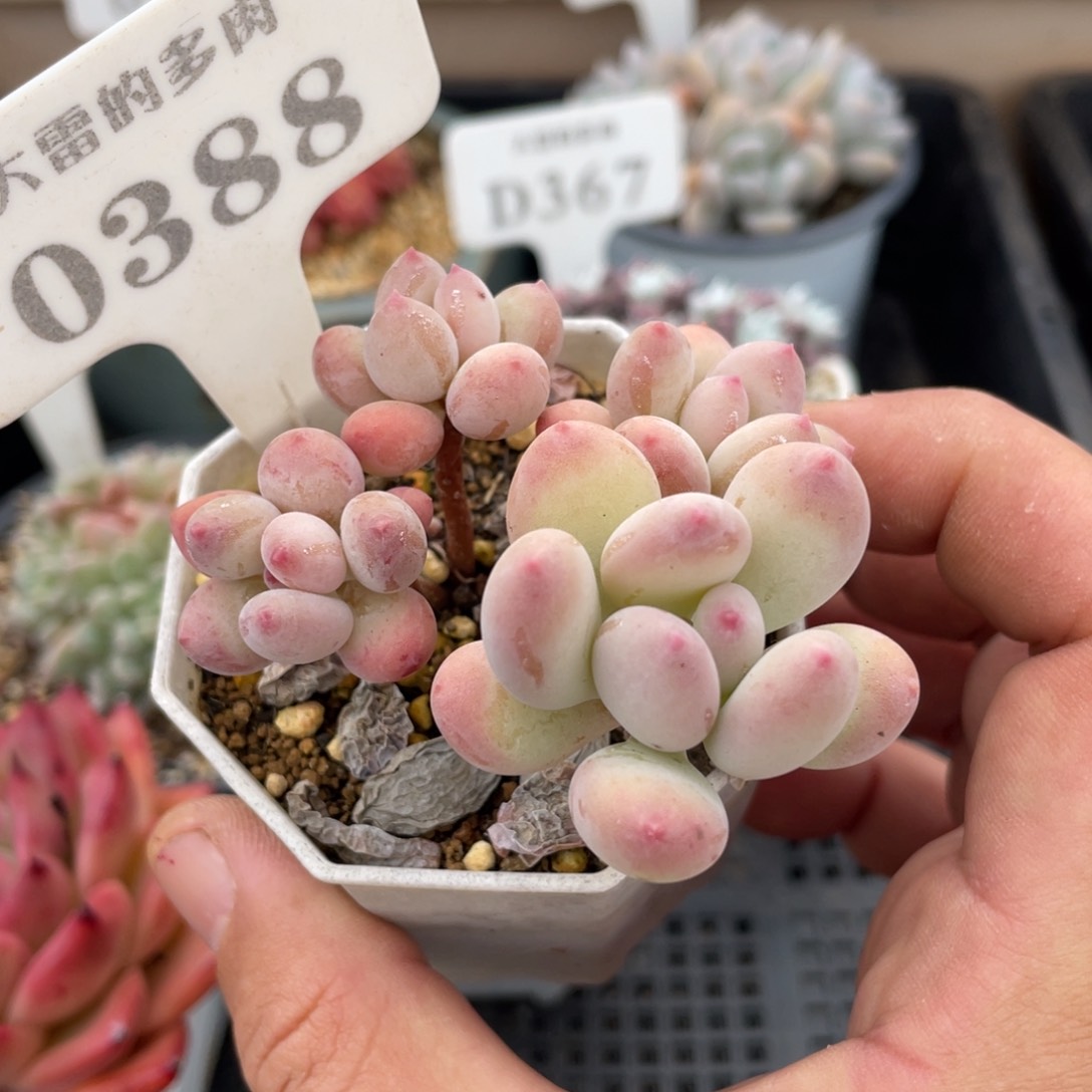 0388三日月不带盆7厘米