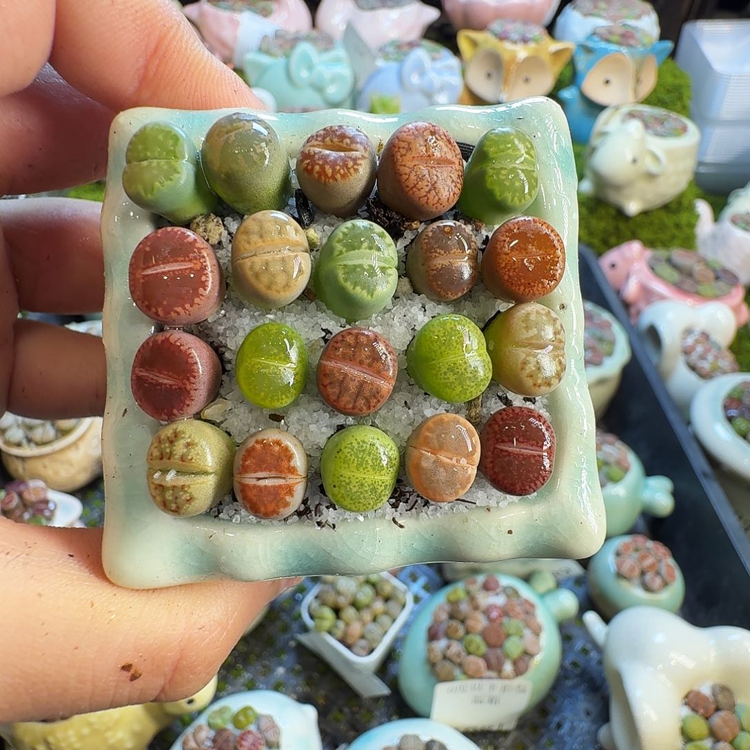 殸***殸多肉葡萄的味道真的1129