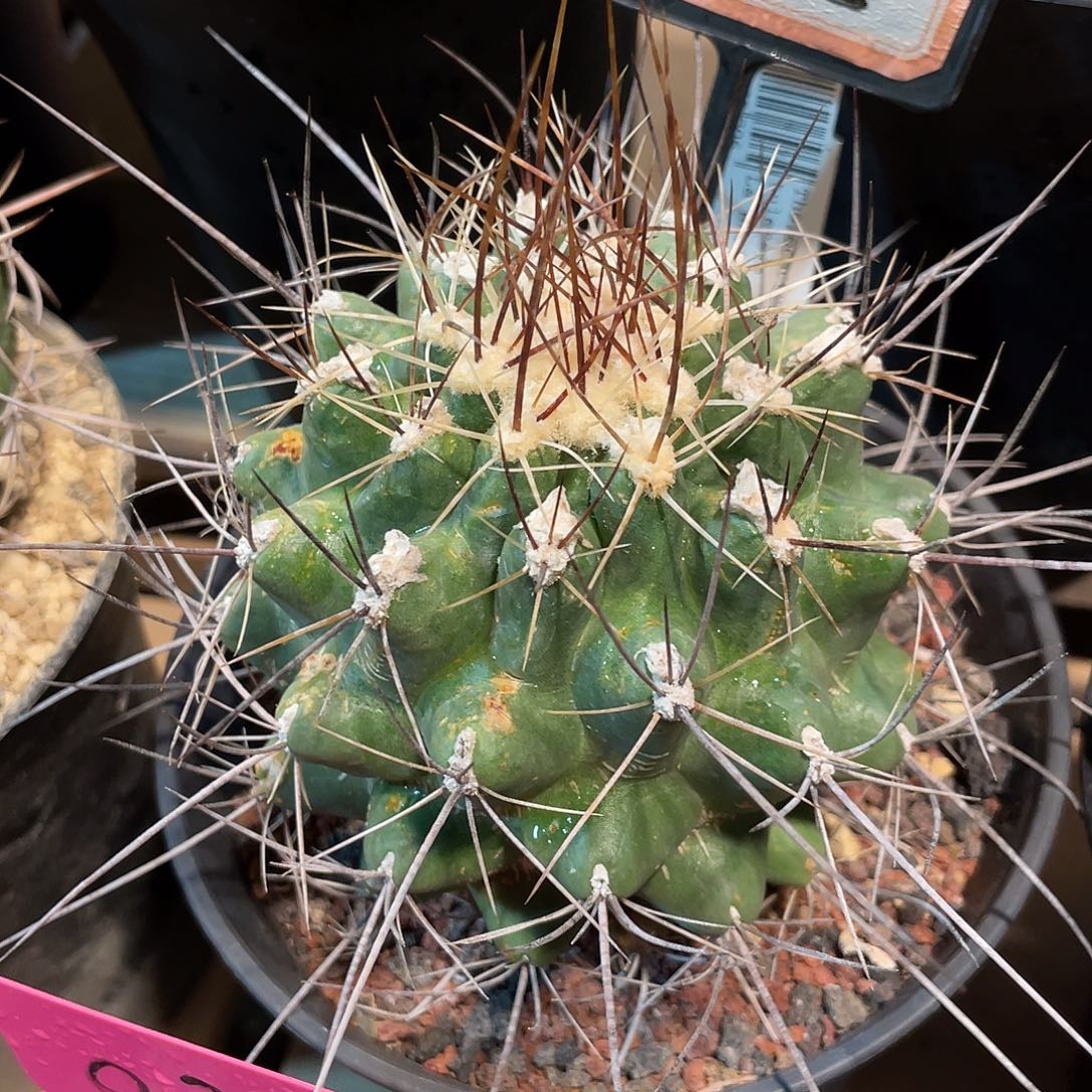 仙人球瘤玉属地久丸