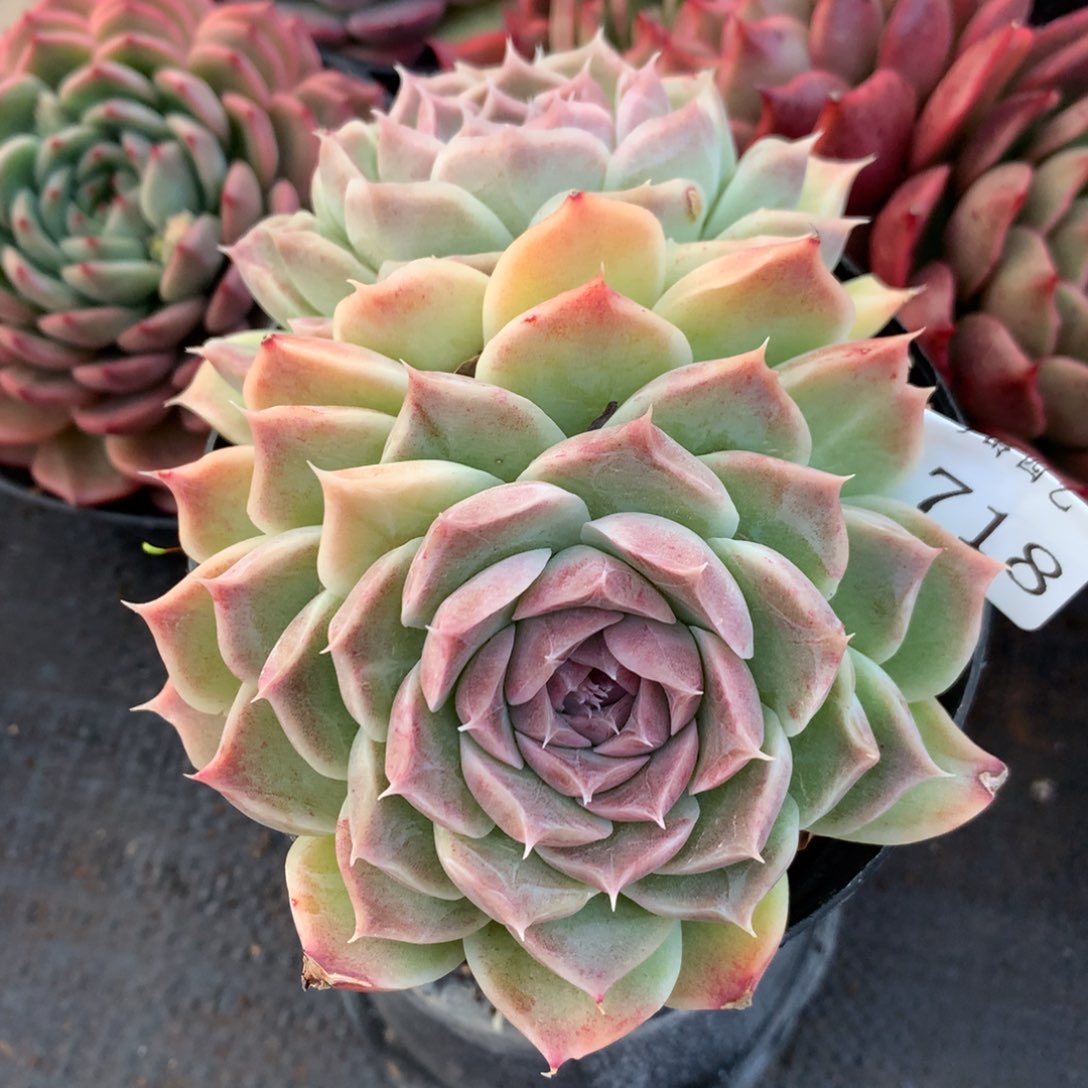 6718新年快乐发发发