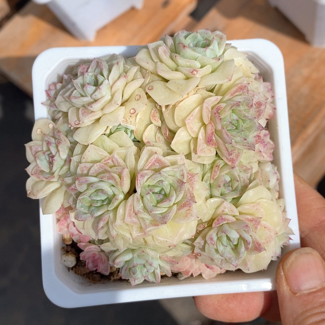 精品多肉一物一拍不包整64