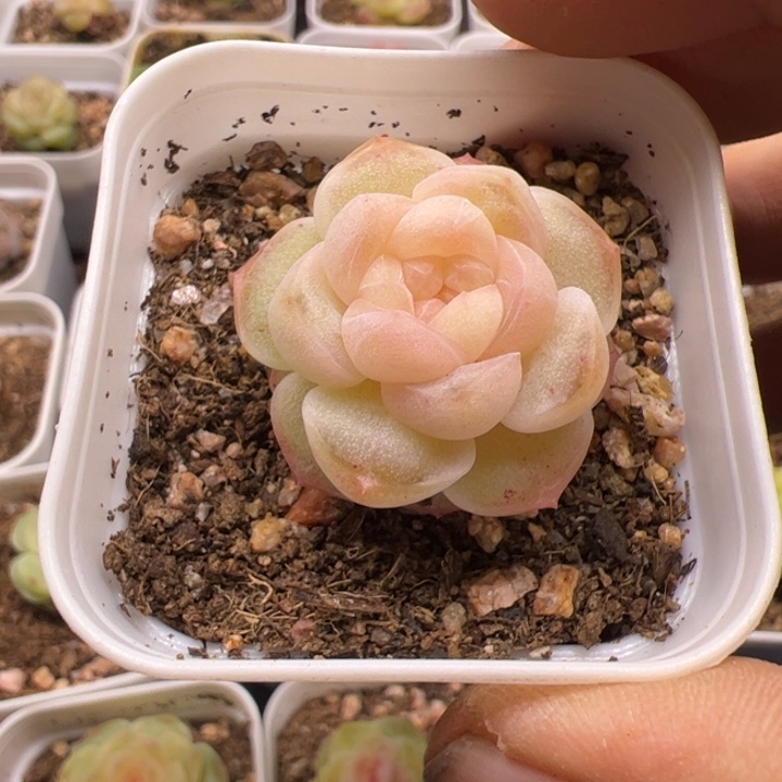 居***y居居专拍一物一拍精品糖心，尺寸不大介意勿拍