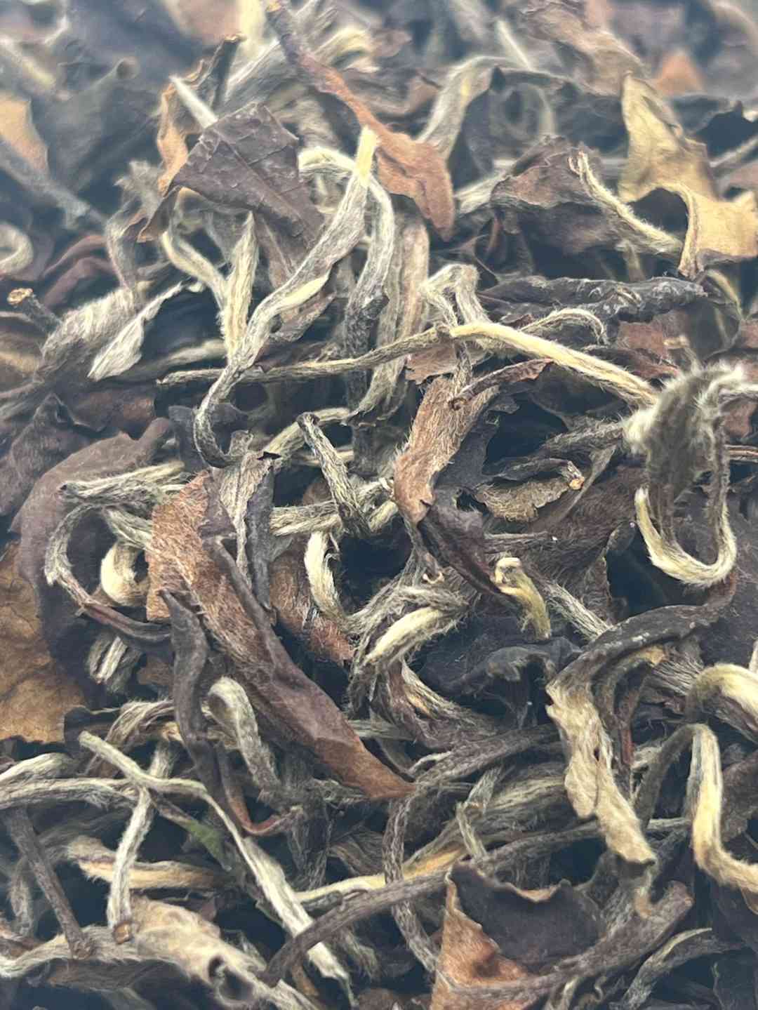 【艾伦强推】康潮一品 2006年艾伦003必煮茶！ 贡眉 散茶  白茶 