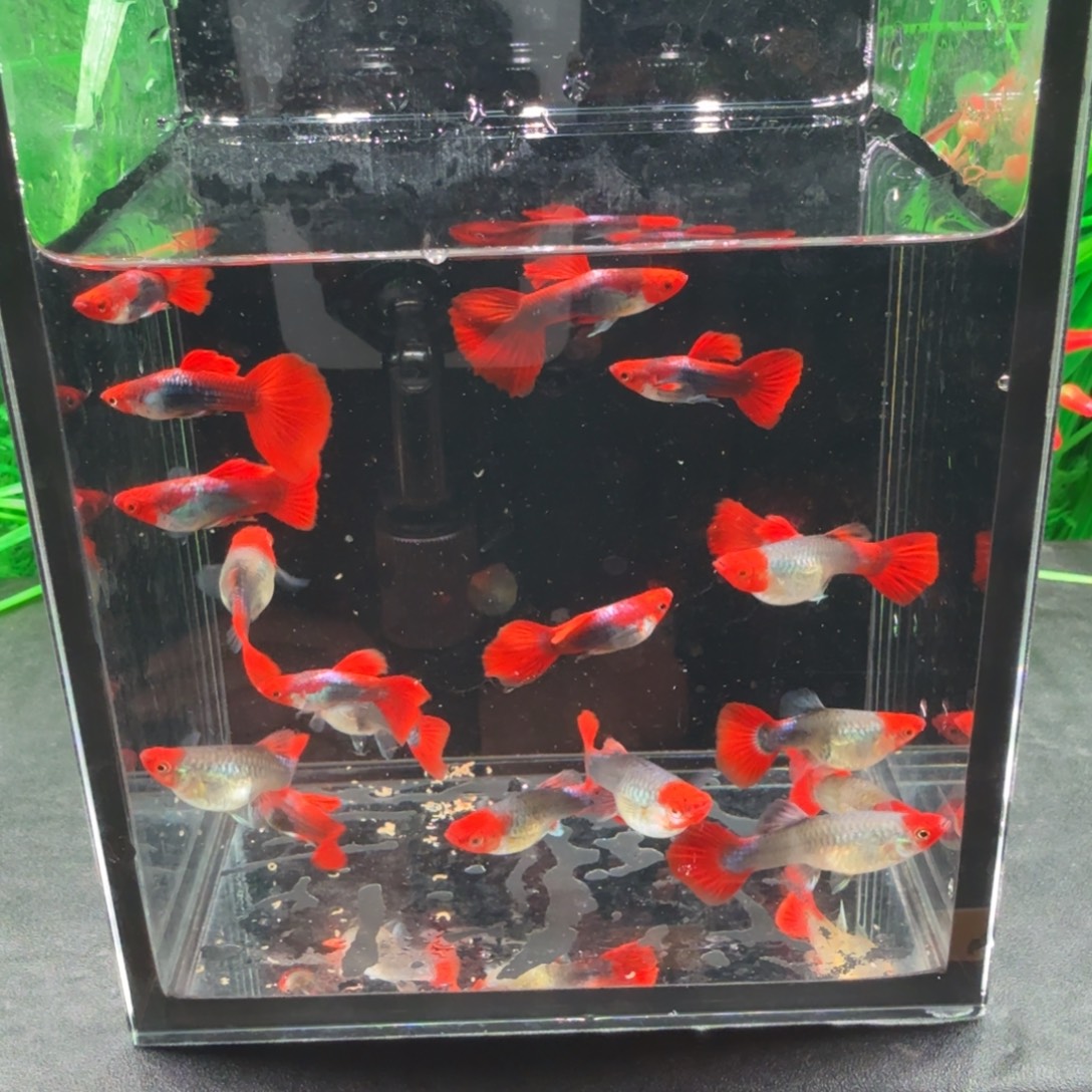 *****海水鱼熊猫鼠10条撞