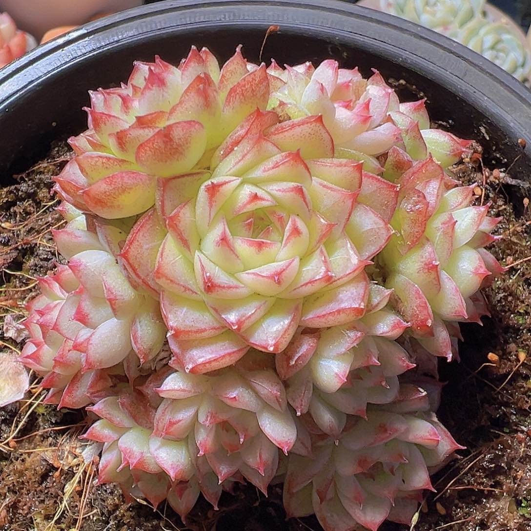 格*新品，多肉植物
