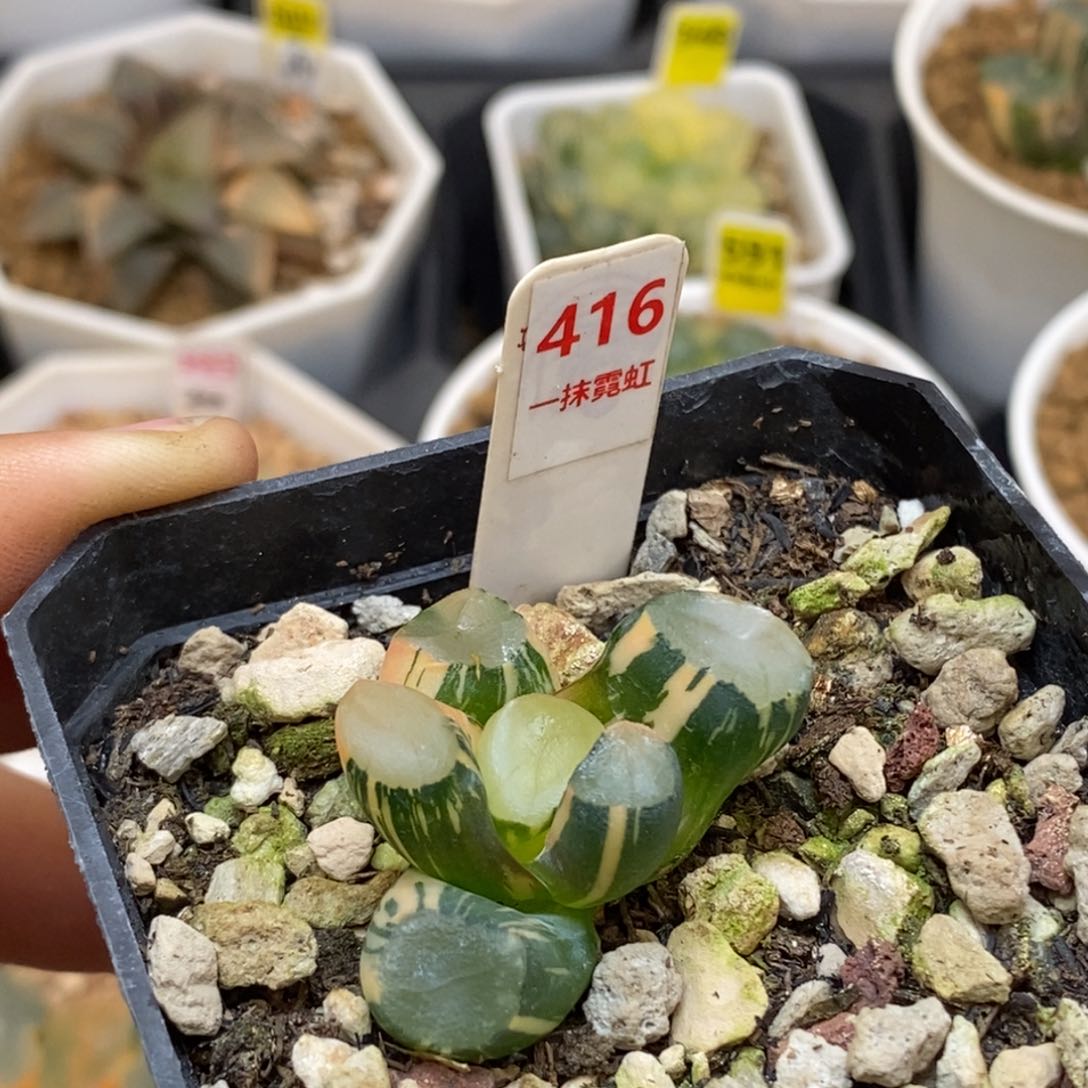 416山之翠万象多肉植物