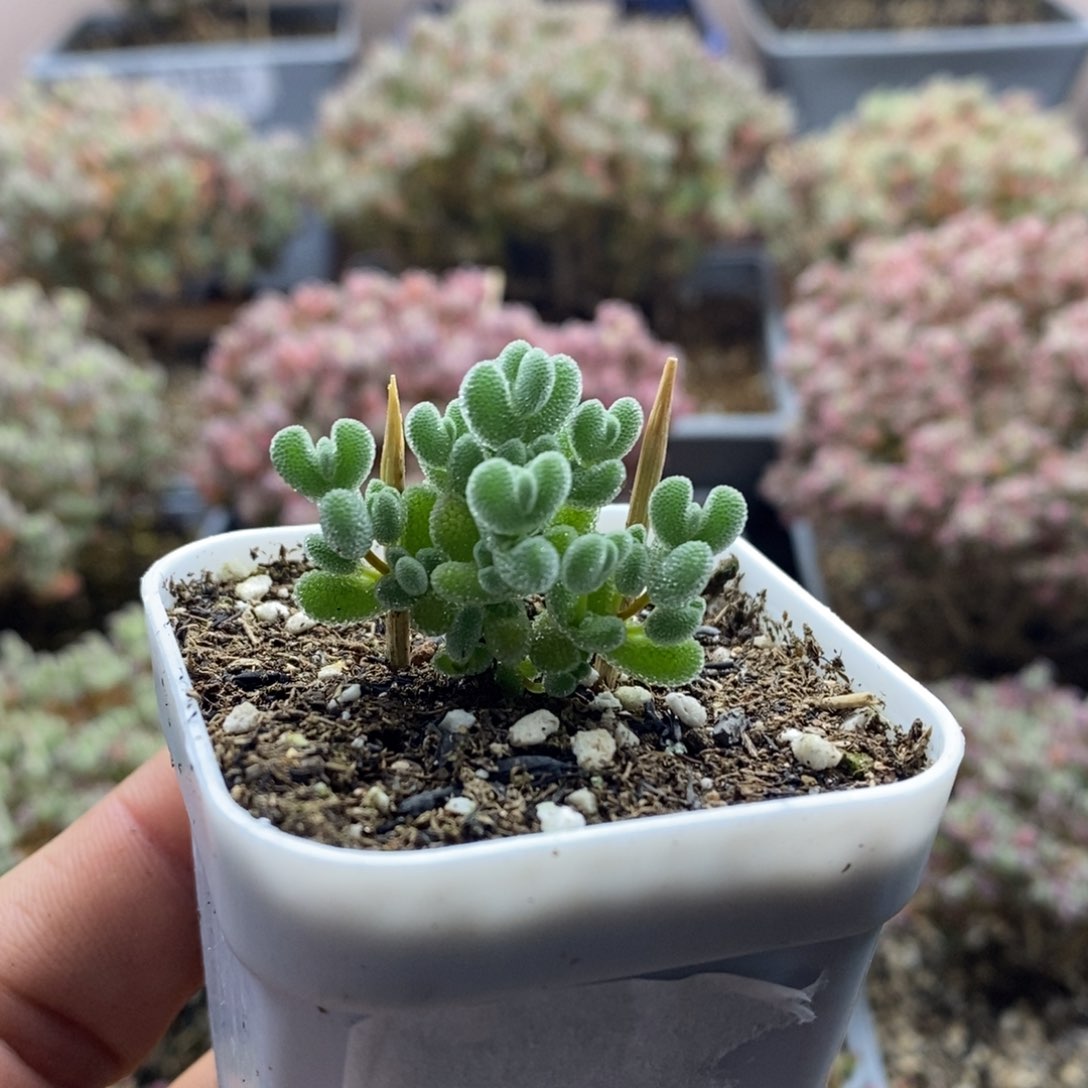 2088实生莱斯枝干