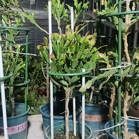 无花朵王兰花友叶仙嫁接红色黄色