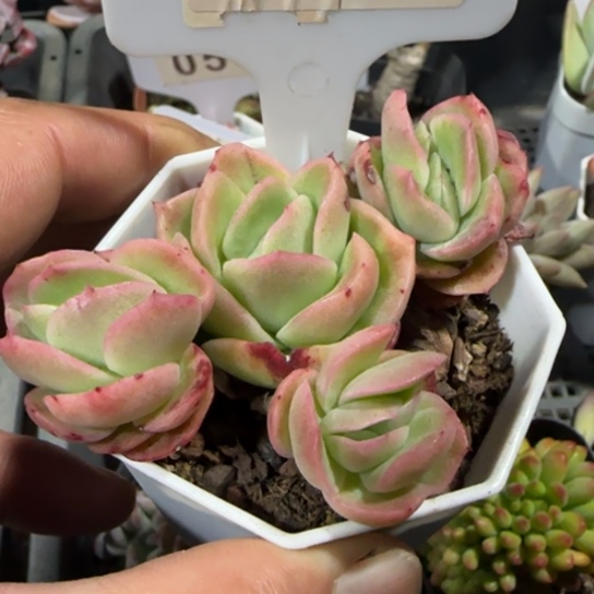 68冰玫瑰一物一拍多肉