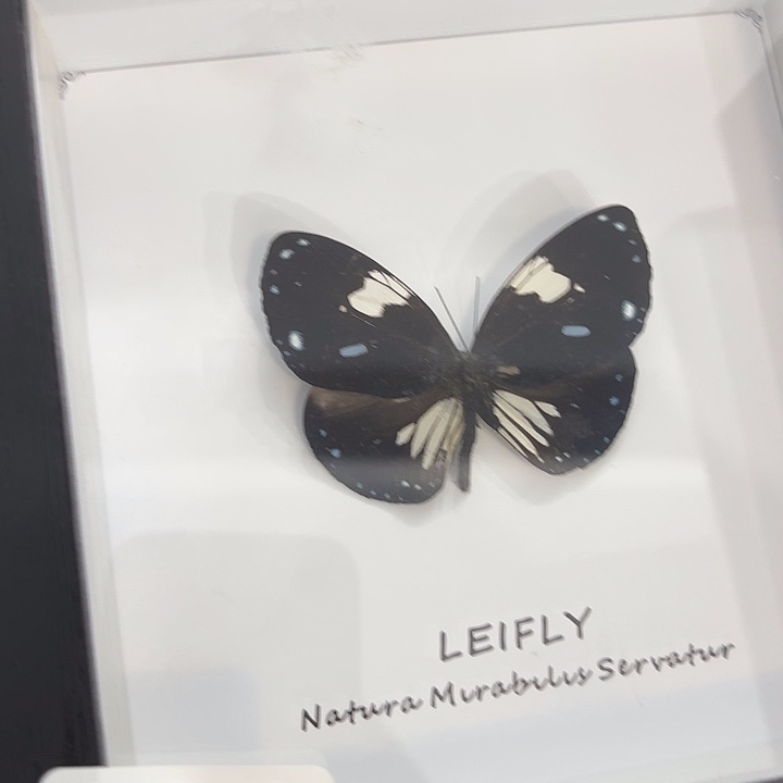 故***怡蝴蝶标本定制108@