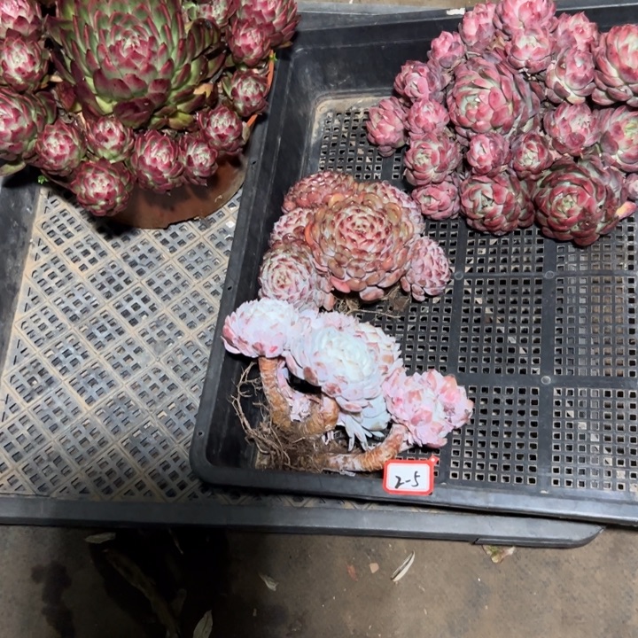 㞢***&精品多肉植物老桩