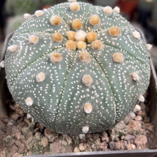 完全开放实生星兜