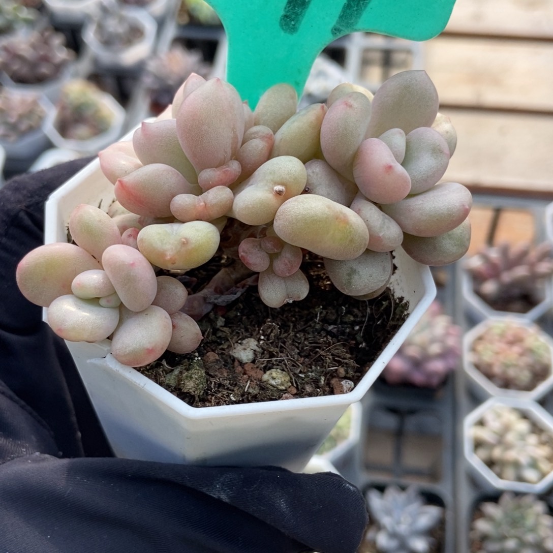 1597比尔盖茨多肉植物