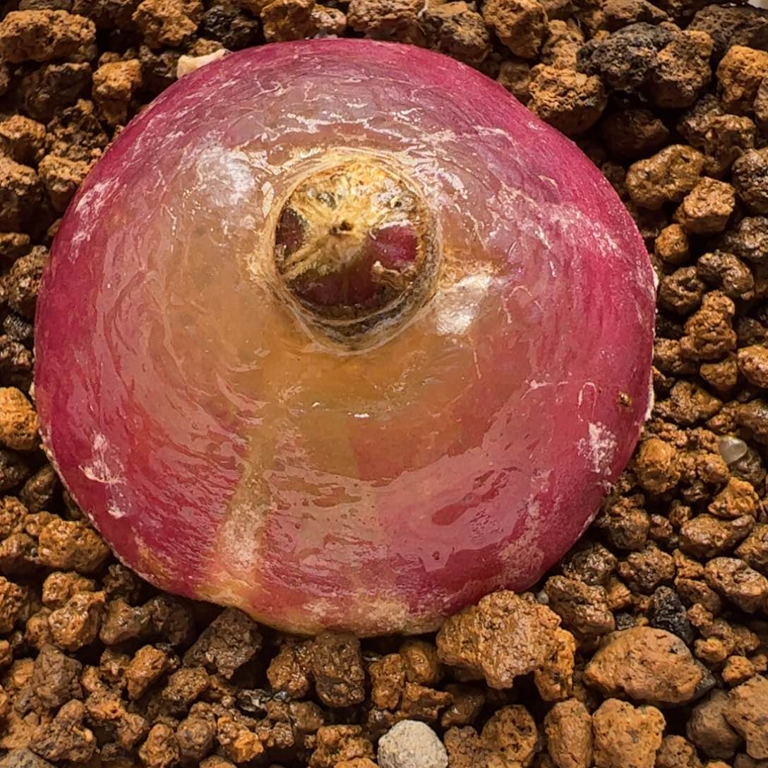 3.3厘米灯泡多肉植物