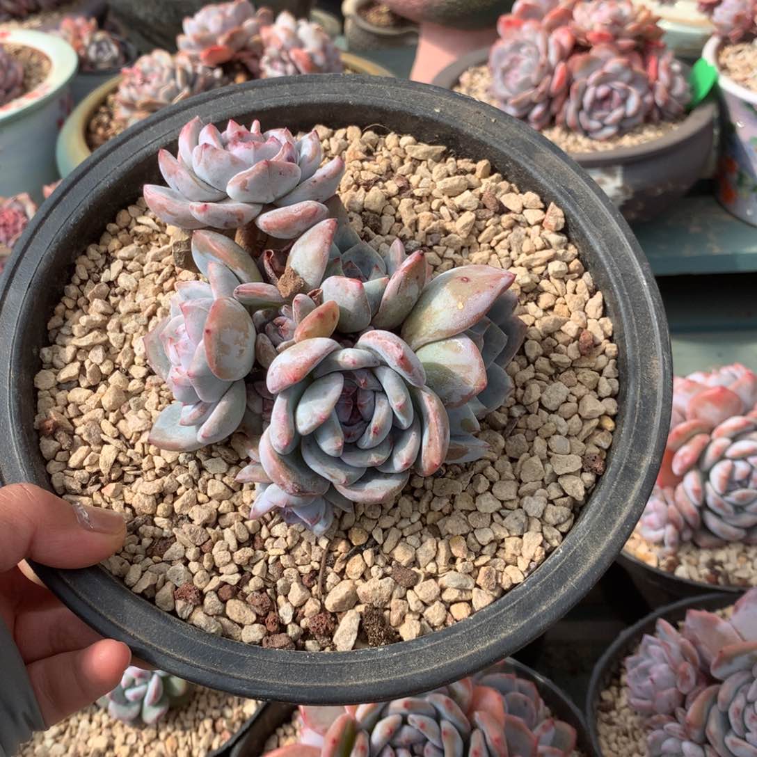 花花花花花花花花05