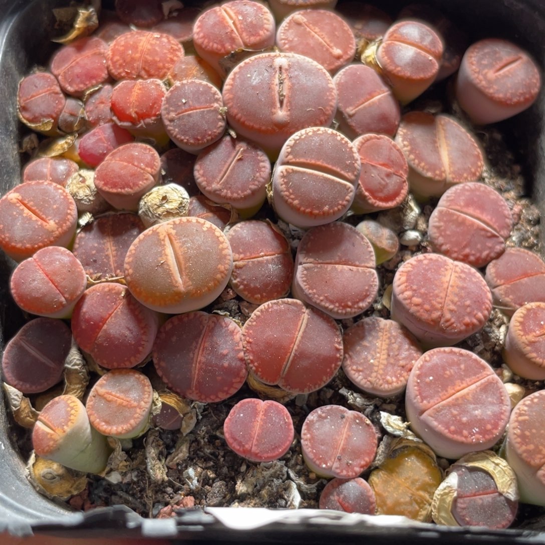 今晚大盆特价更新～16