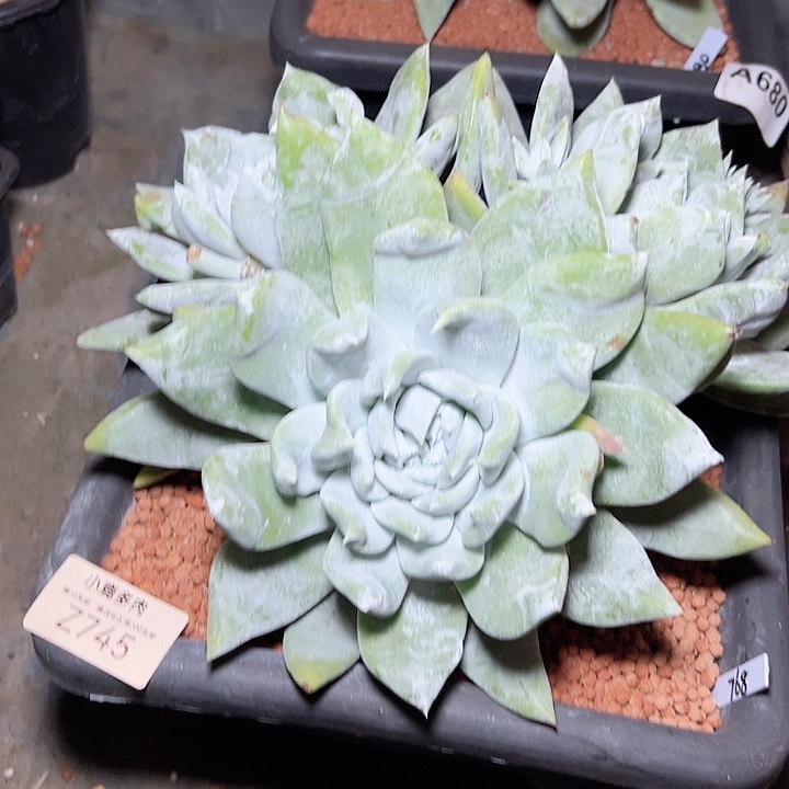 小鹿多肉福利多多大脸