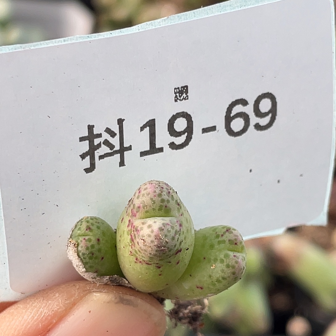 19-69草莓斑马肉锥