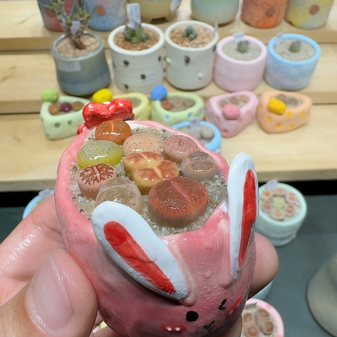 红陶蘑菇835彩拼