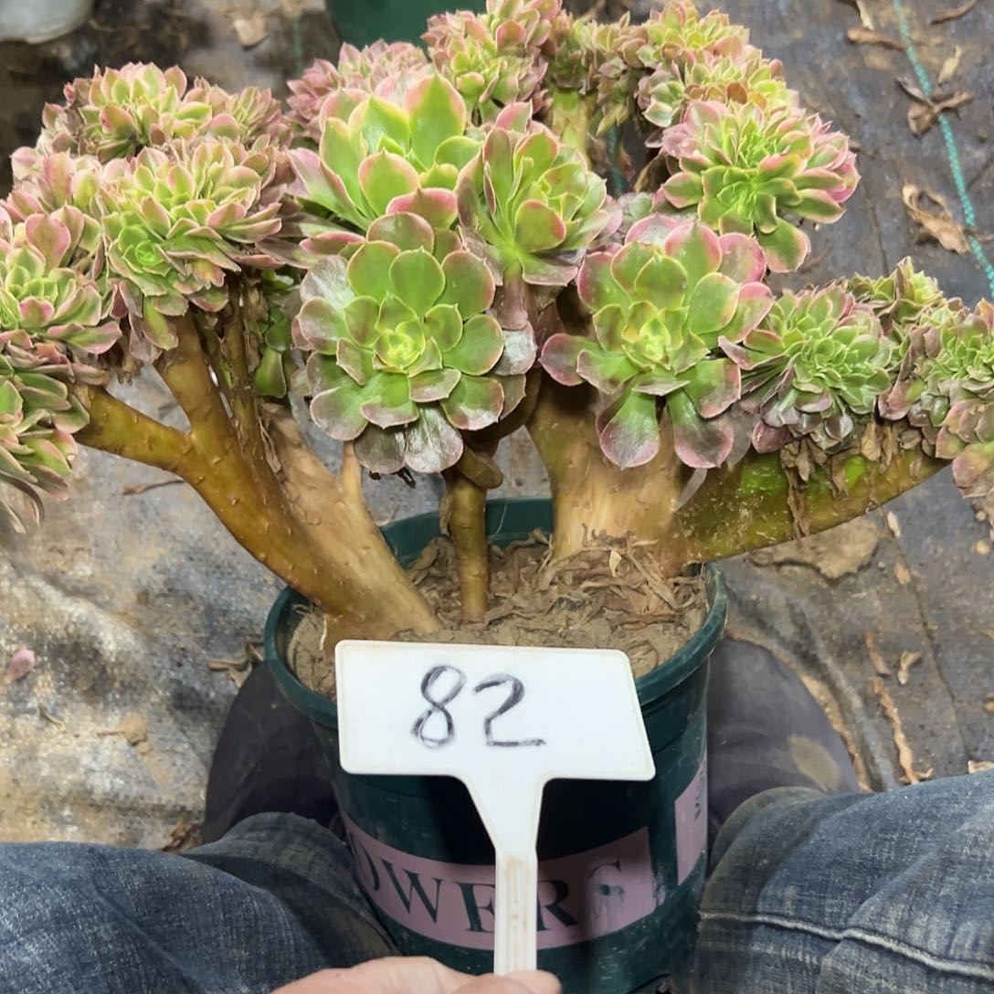 多肉植物香菲缀花82