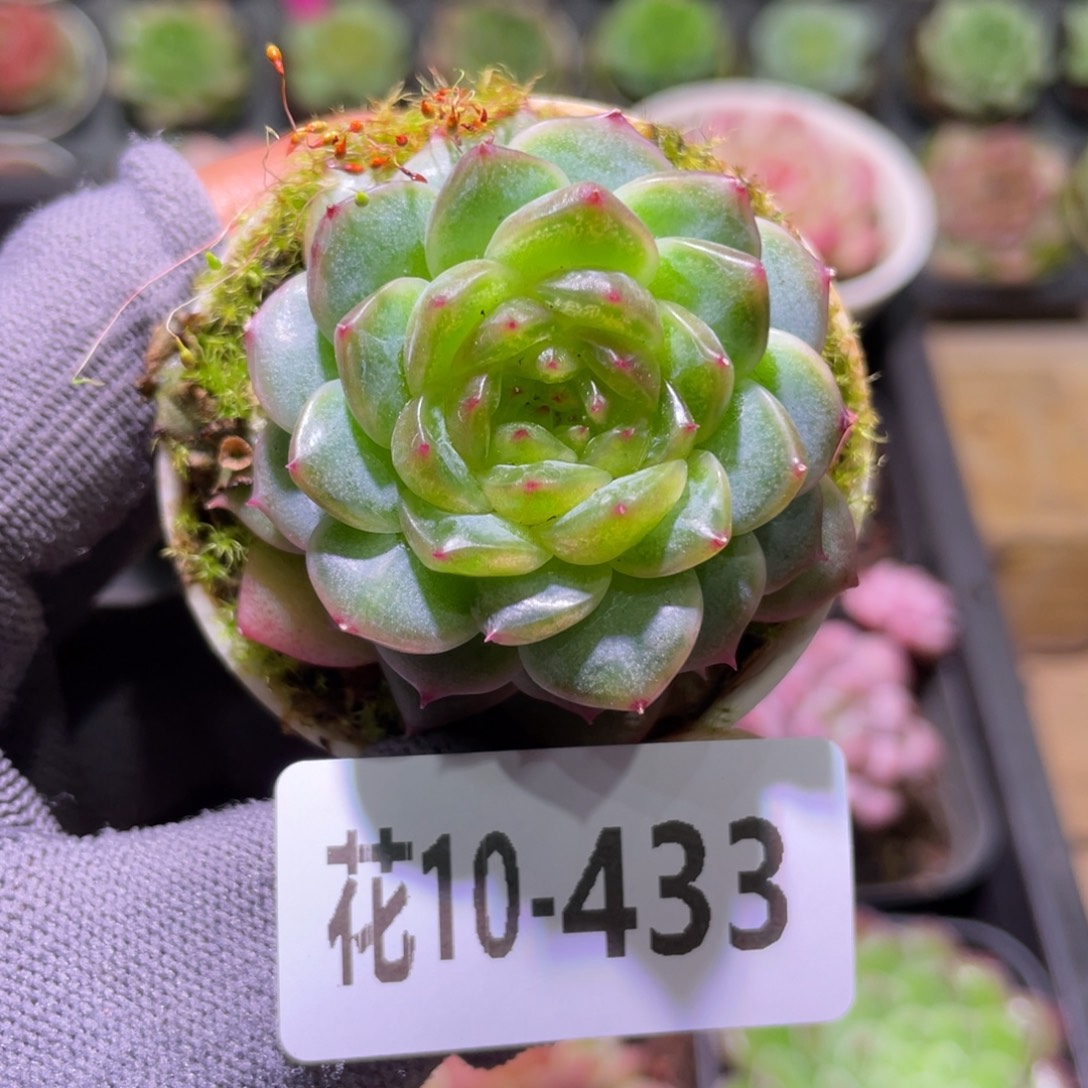 花利美10-433珍妮