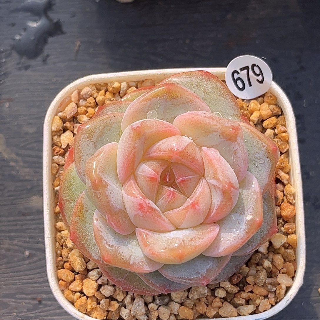 679  粉圆珍妮多肉