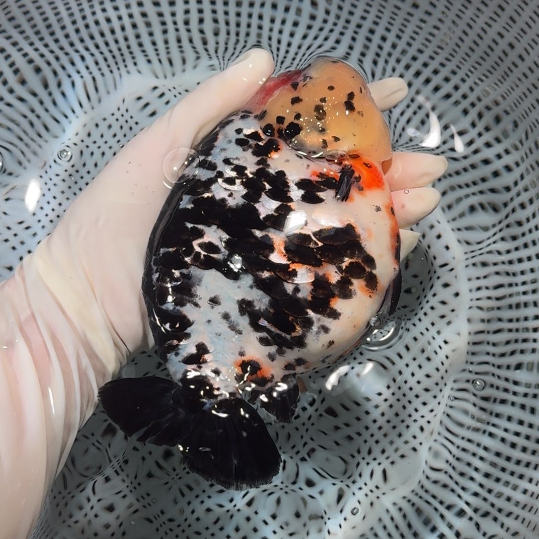 金鱼精品高货兰寿