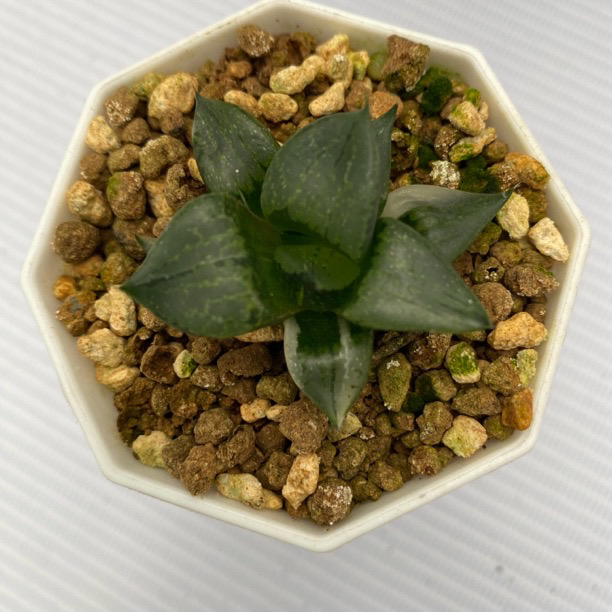 裹般若锦十二卷多肉