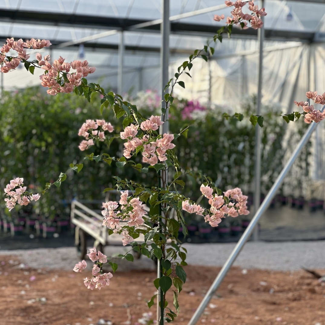 88三角梅直播间一物一拍 以直播间为准