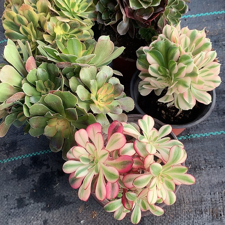 569法师5棵多肉植物