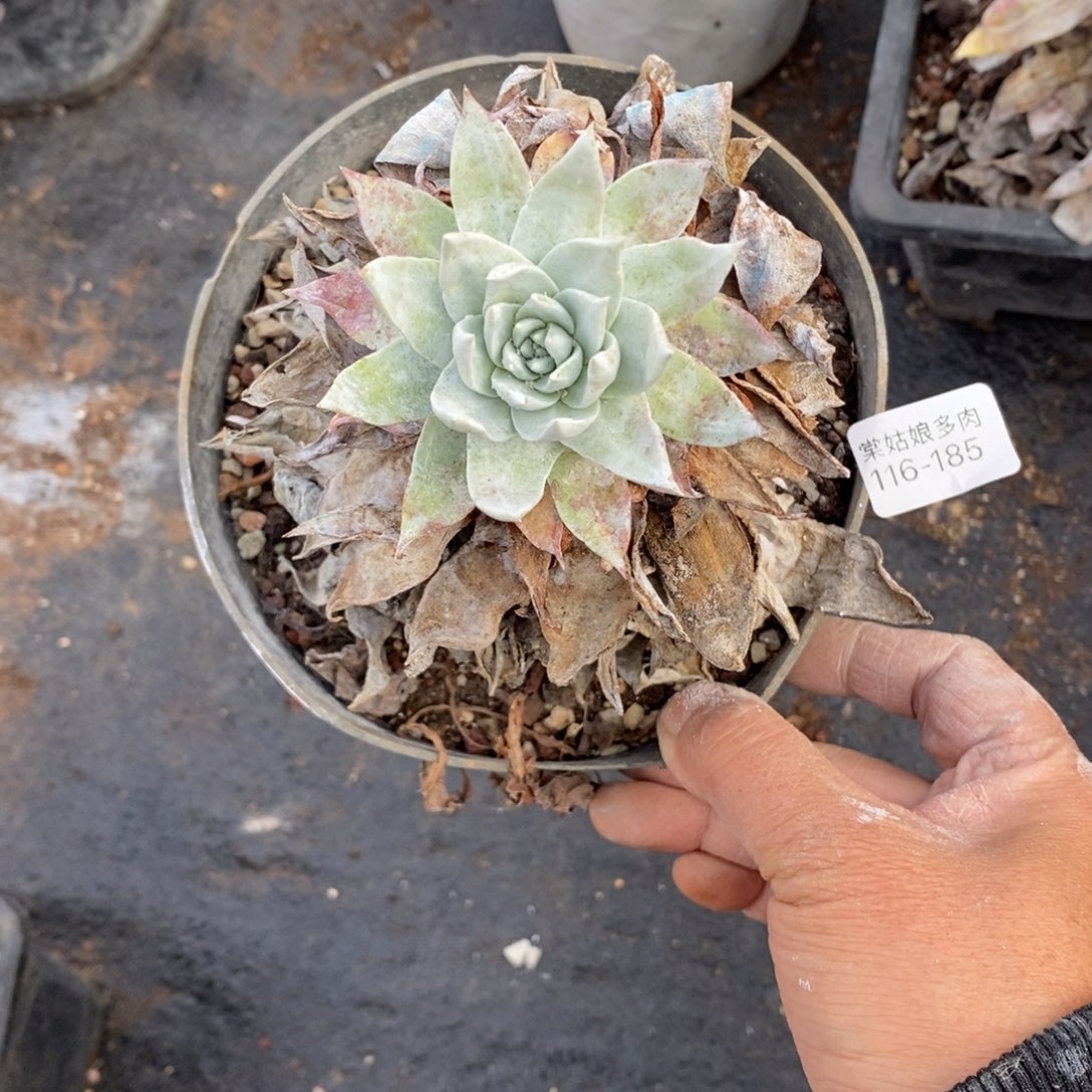 185号牡丹叶小可爱