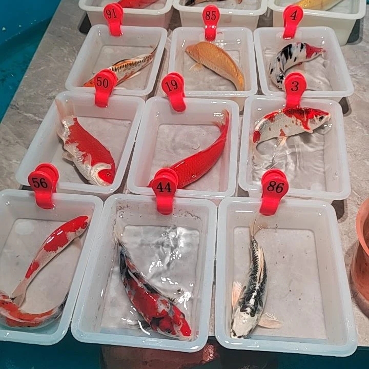 直播间锦鲤一物一拍红牌子1到100号