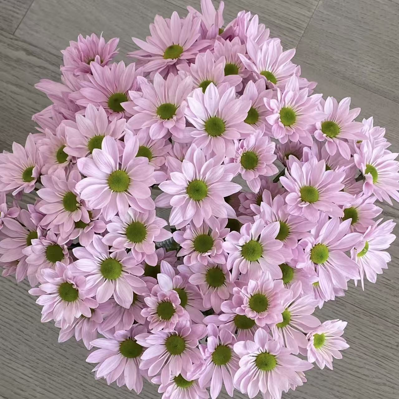 10枝粉色三文鱼小雏菊(两单发顺丰或京东快递)