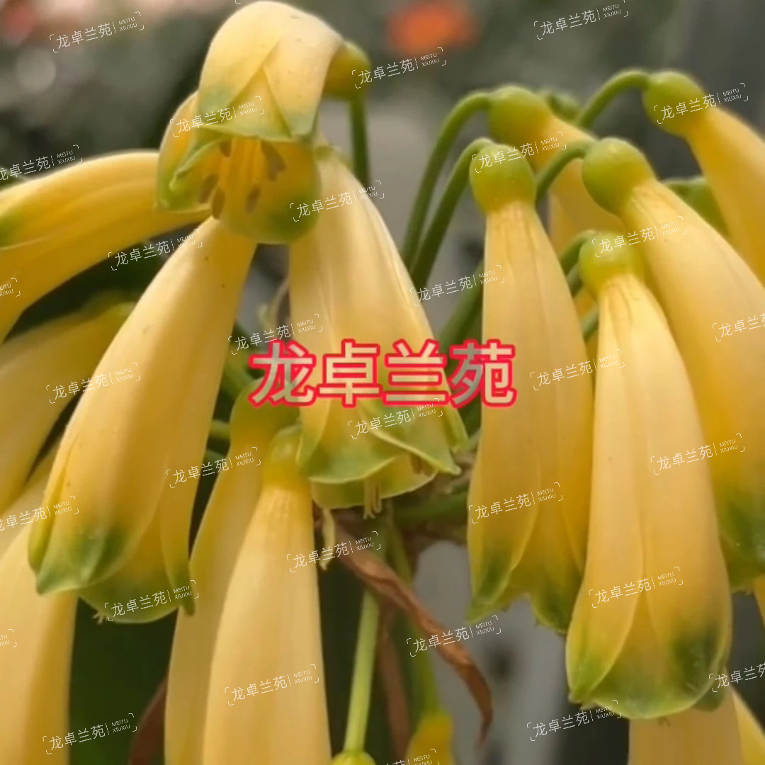 黄有茎君子兰垂花大花