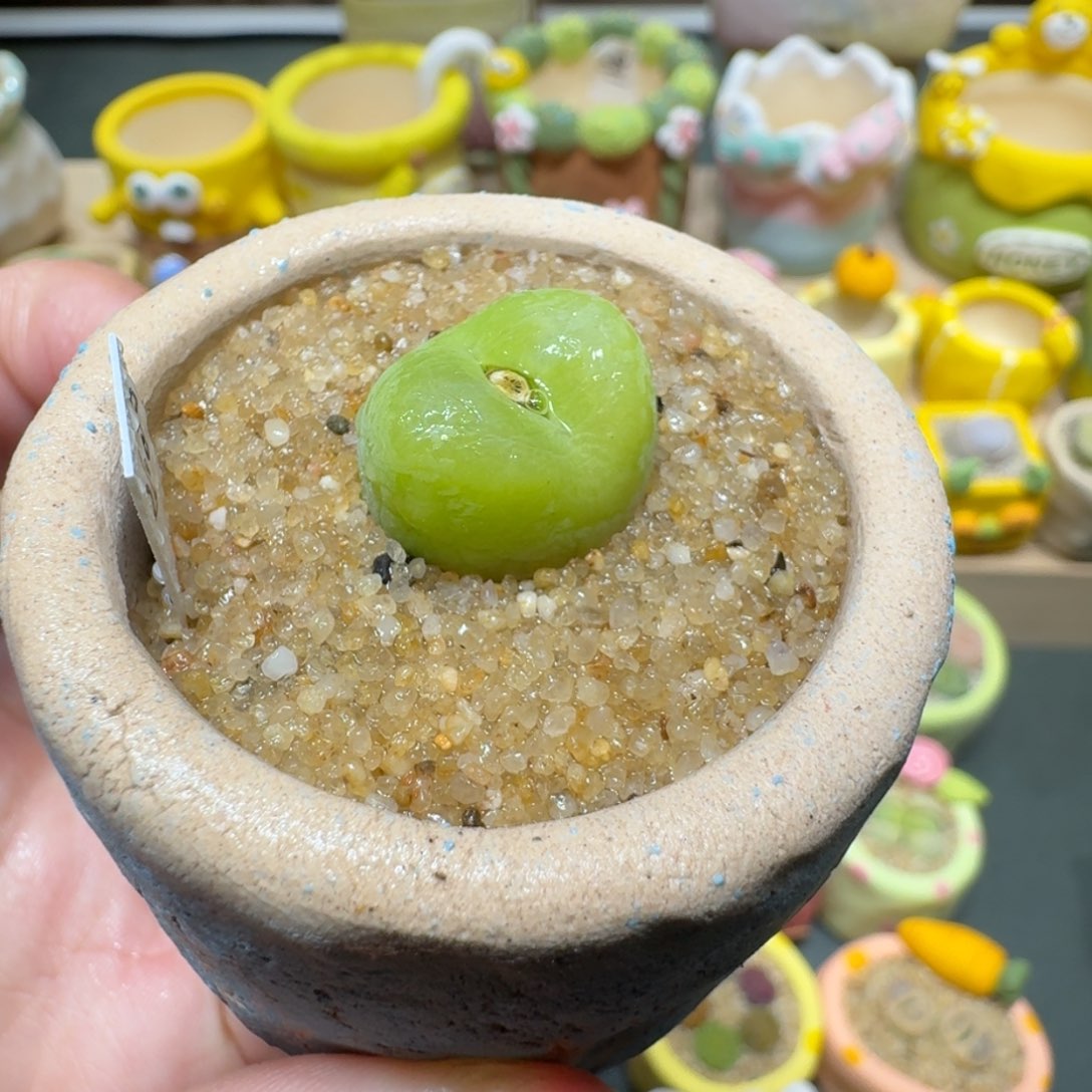 红陶蘑菇373翠光