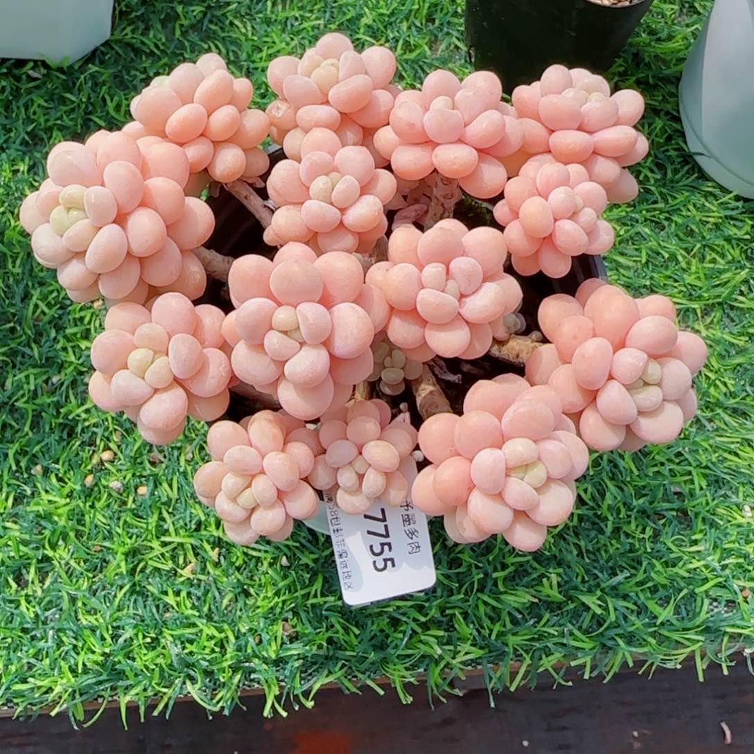 洛可可无砍，7755多肉