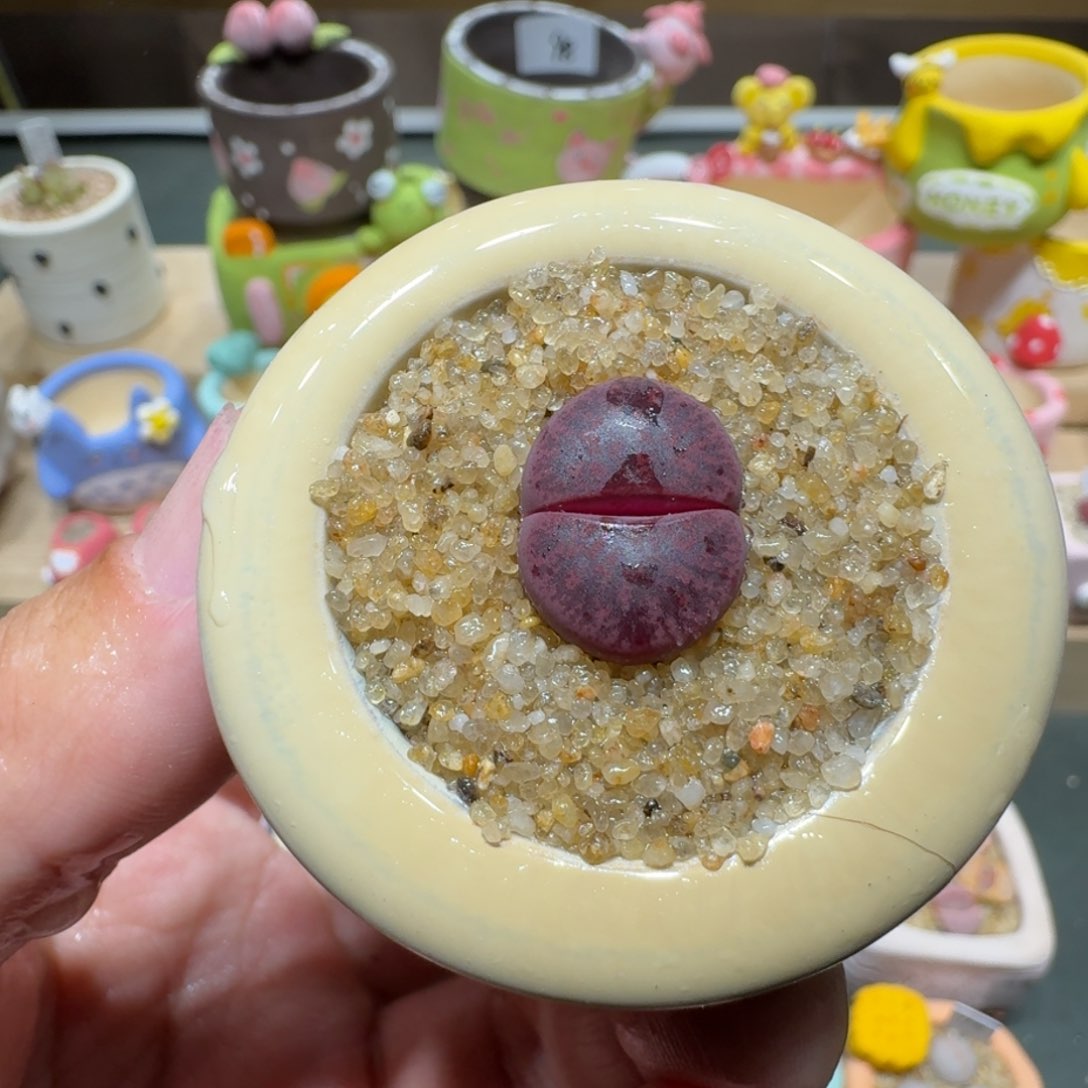 红陶蘑菇419酒红