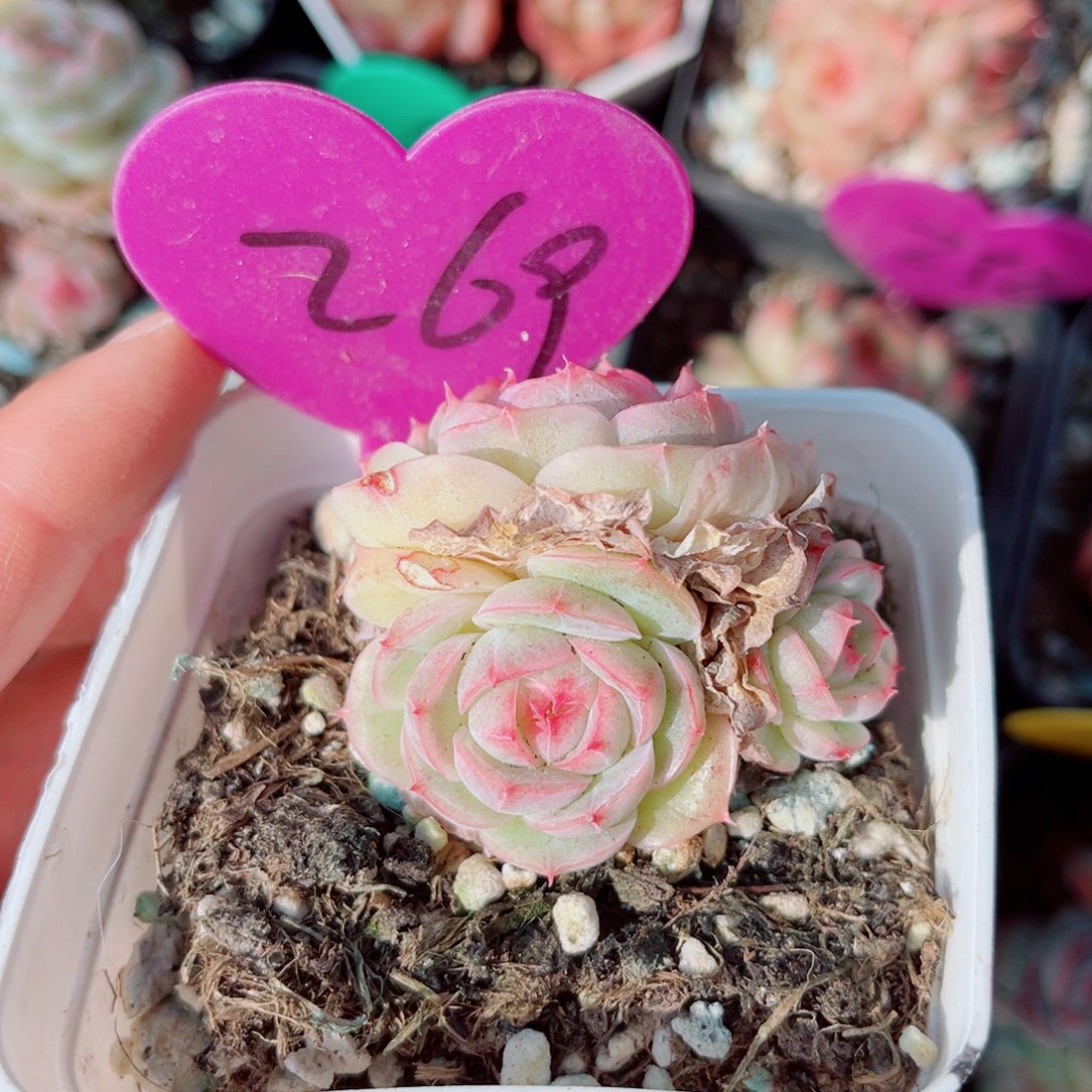269号小老桩珍妮群