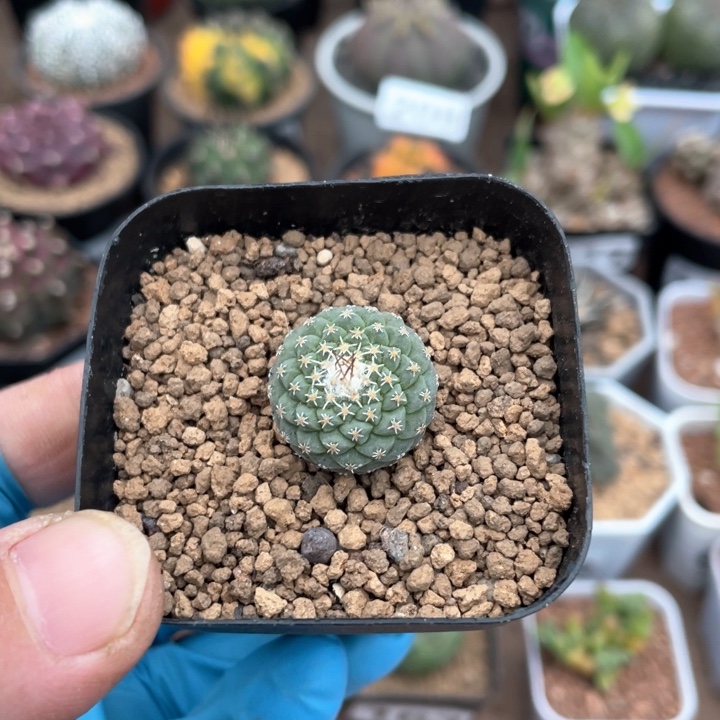 168实生菊水仙人球