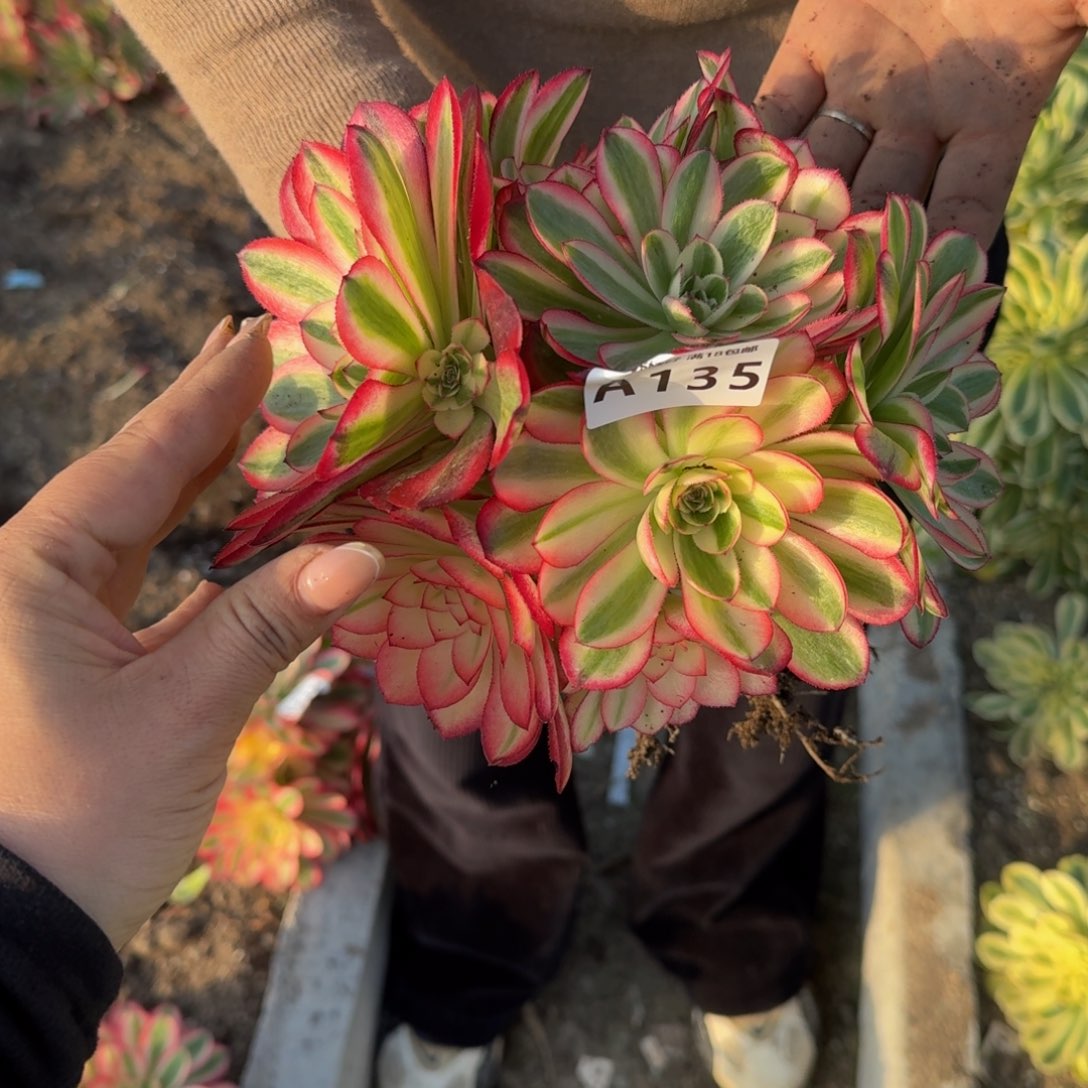 135荔枝。多肉植物