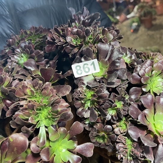乐***店多肉植物一个欧子861