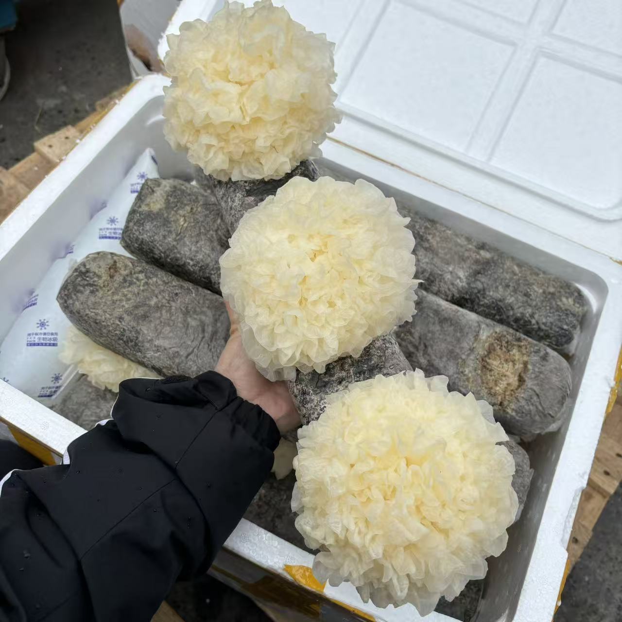 【鲜果速送】新鲜银耳一排3朵银耳