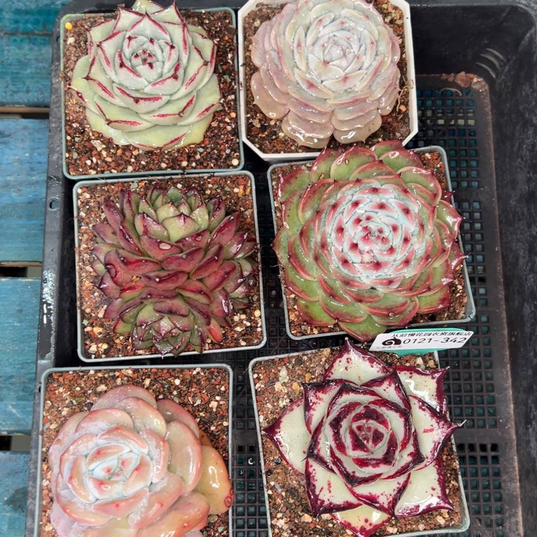 从前慢多肉精选编号0121..342