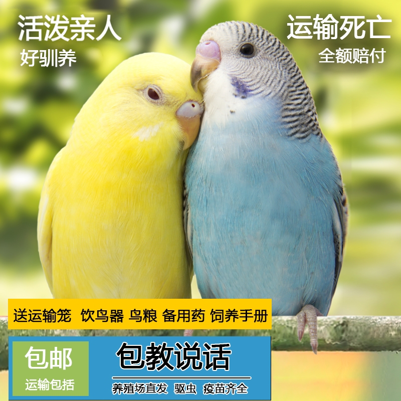 鸱鸮久虎皮鹦鹉会说话鹦鹉活泼宠物虎皮鹦鹉直播间手养会说话鹦鹉