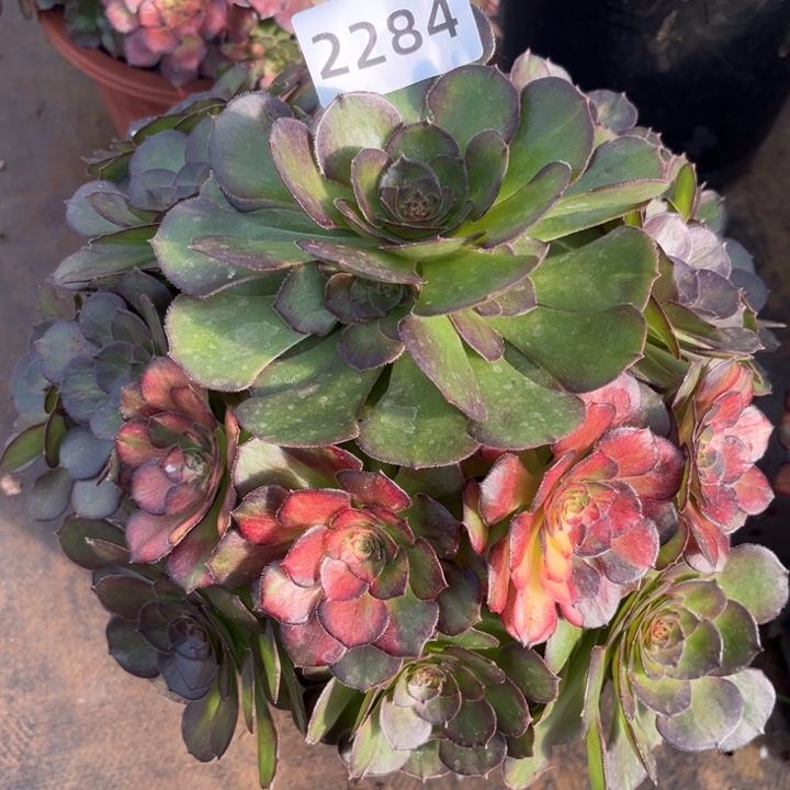 大海王七彩特价不售后多肉