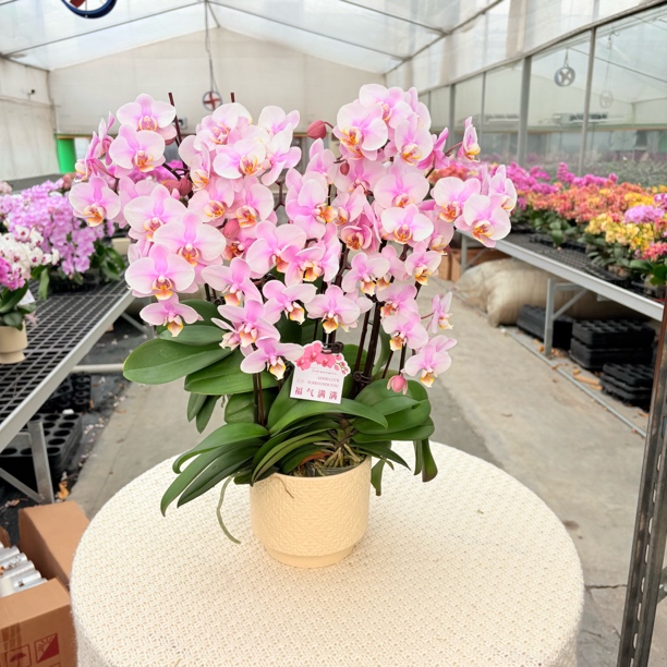 蝴蝶兰 罗洛斯基 名贵品种花期长室内绿植盆栽浓香型好养易打理