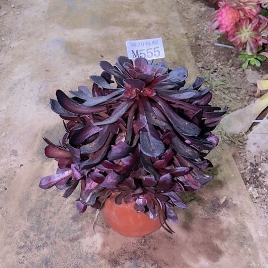 555黑暗萝莉多肉植物