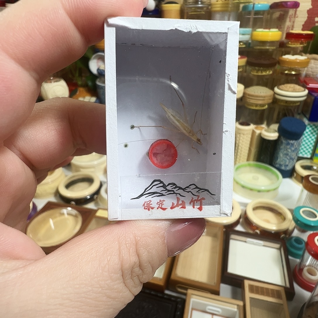 哈哈哈蟋蟀保定山竹两个